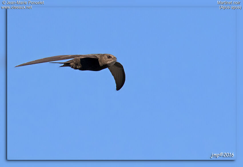 Common Swift
