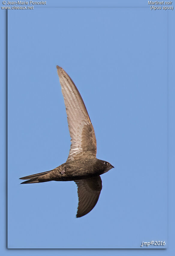 Common Swift