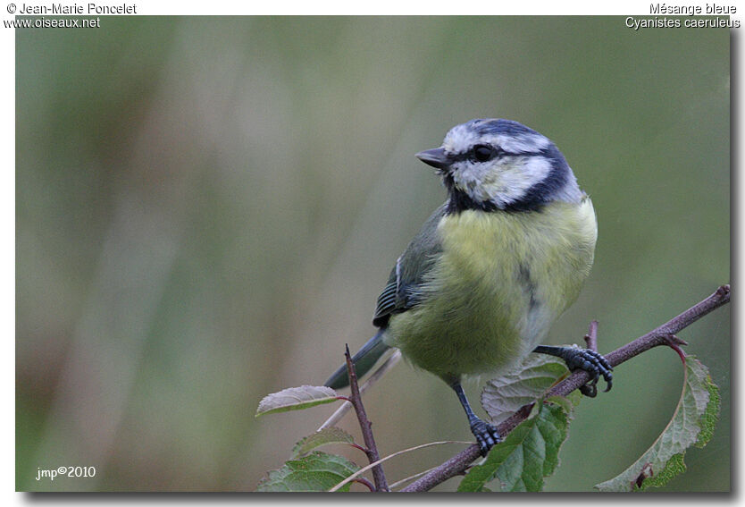 Eurasian Blue Tit