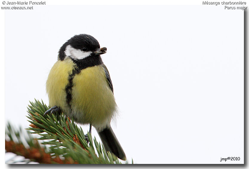Great Tit