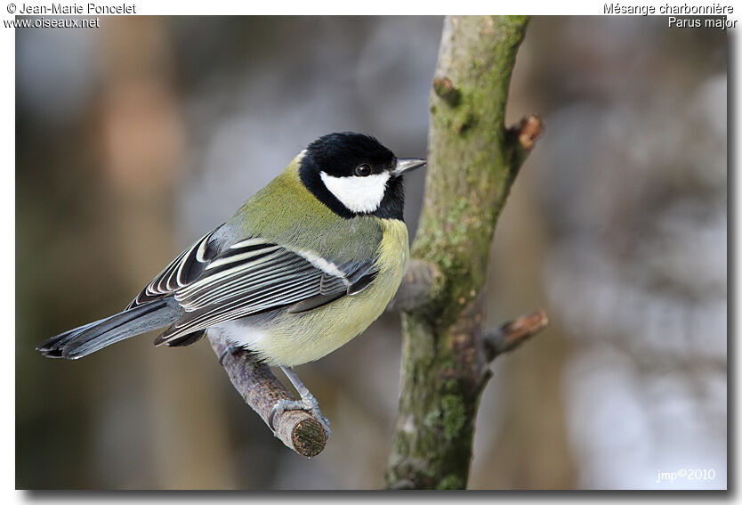 Great Tit