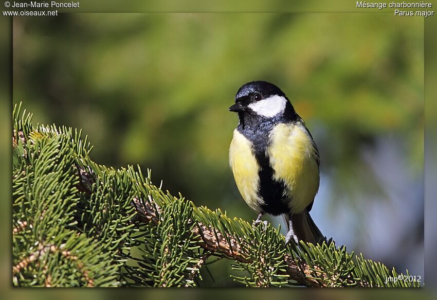 Great Tit
