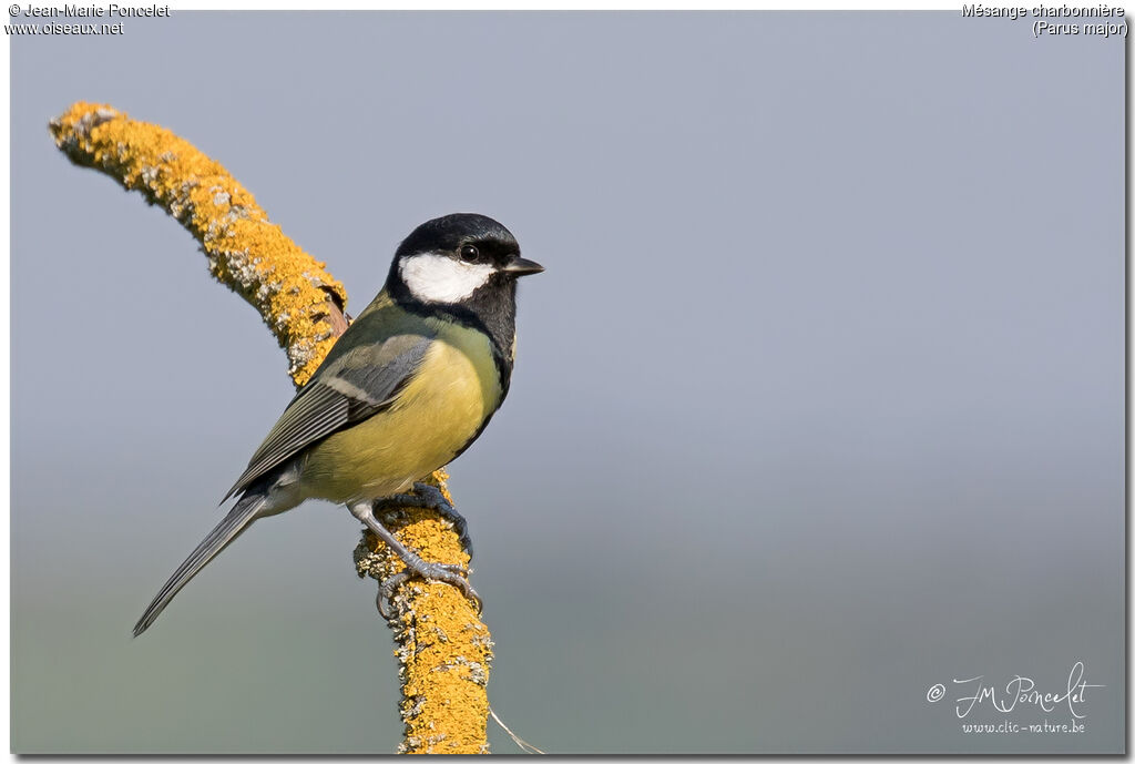 Great Tit