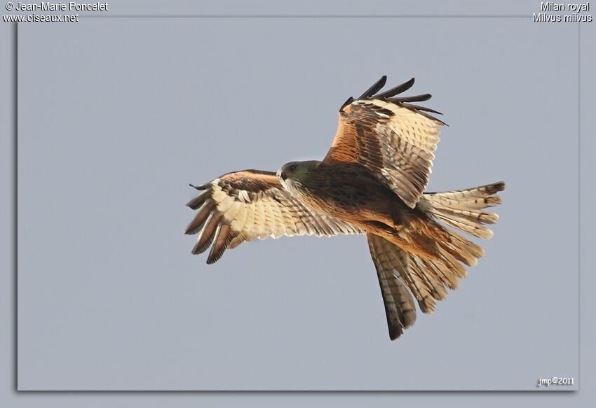 Red Kite