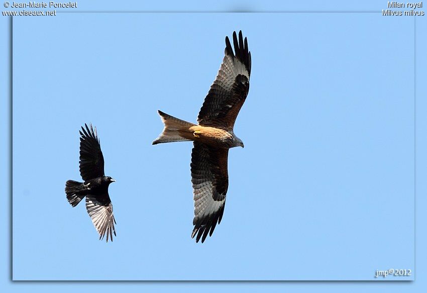 Red Kite