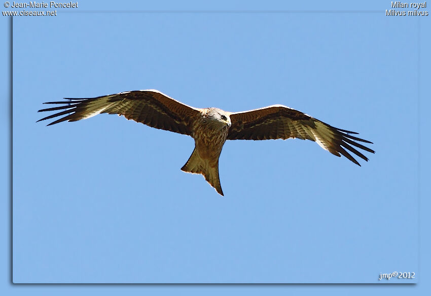 Red Kite