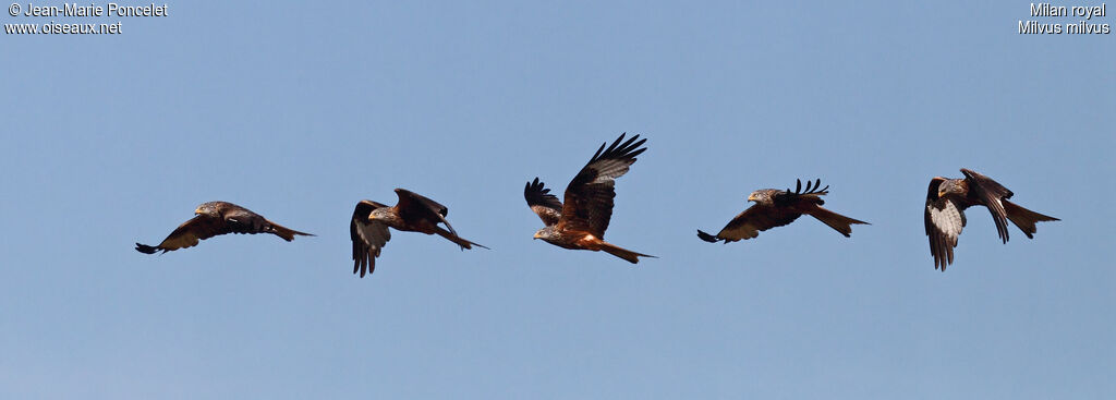 Red Kite