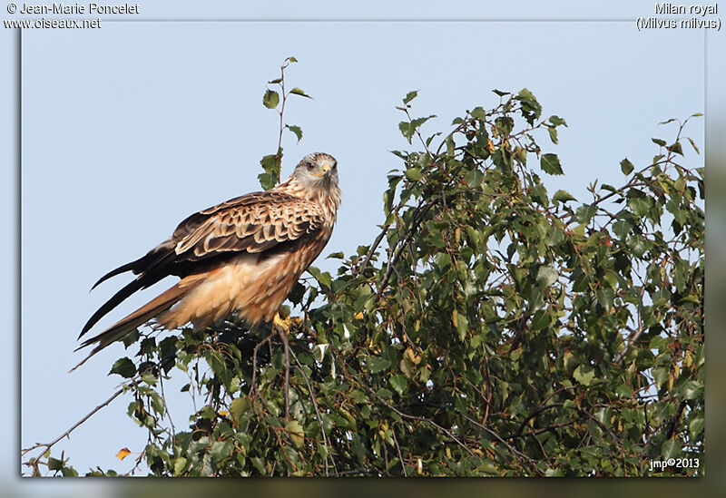 Red Kite