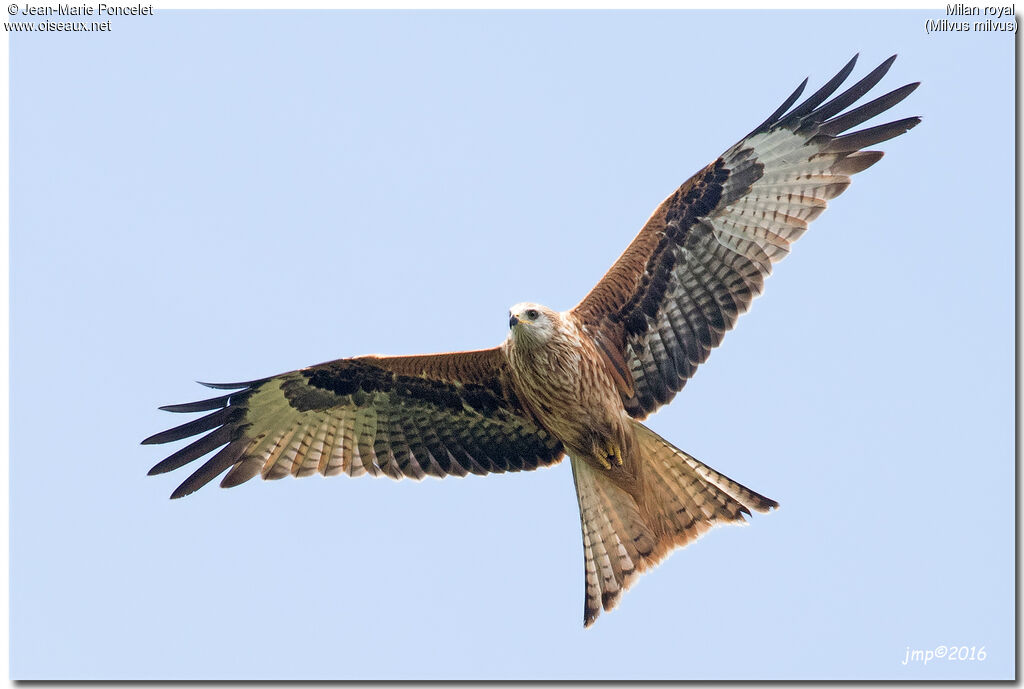 Red Kite