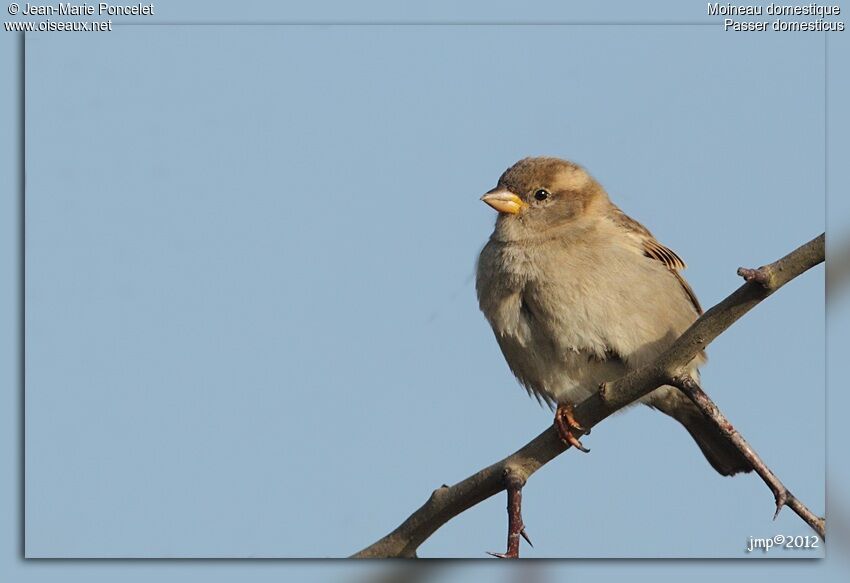 Moineau domestique