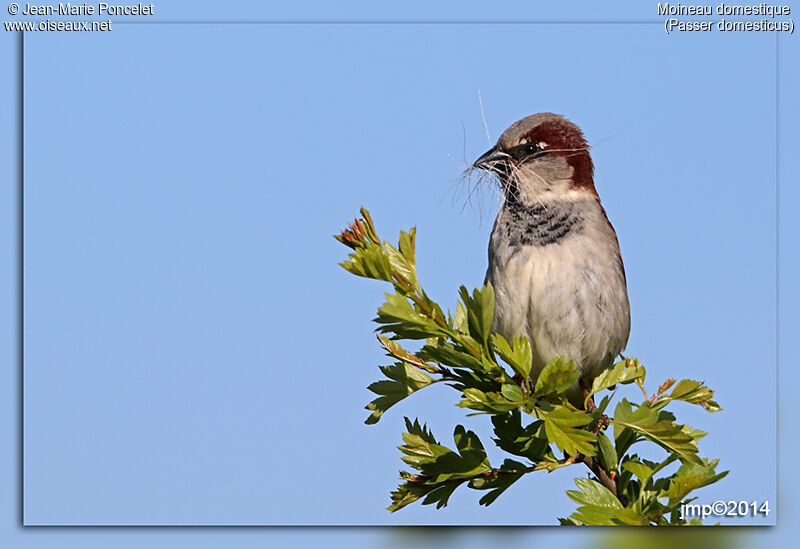 Moineau domestique