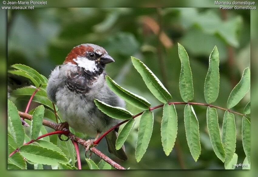 Moineau domestique mâle adulte