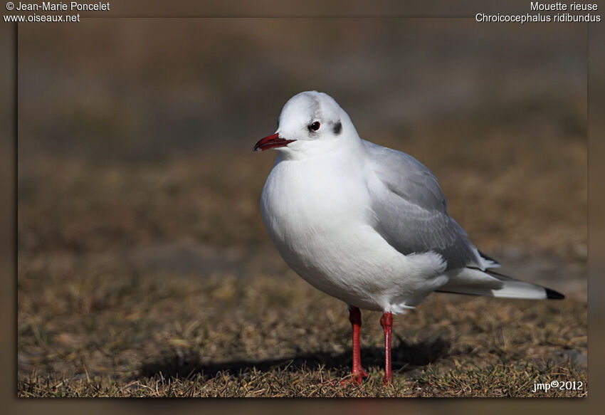 Black-headed Gull