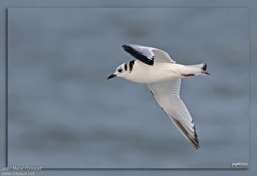 Black-legged KittiwakeSecond year, identification