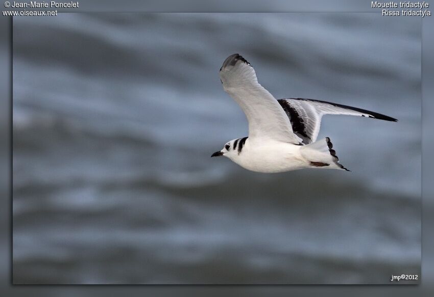 Mouette tridactyle
