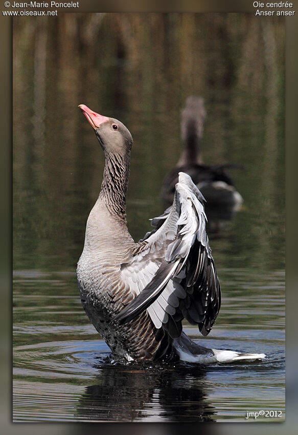 Greylag Goose