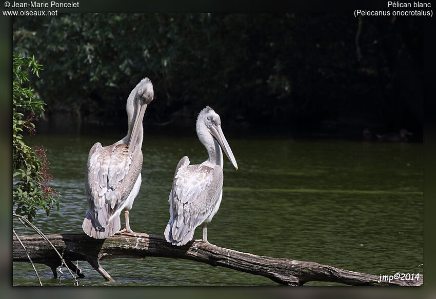 Great White Pelican
