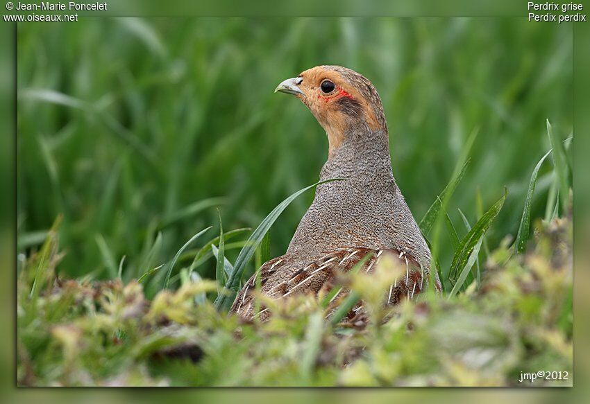 Grey Partridge