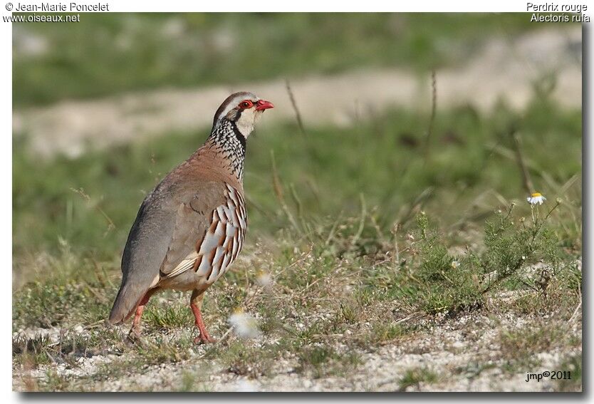 Red-legged Partridge