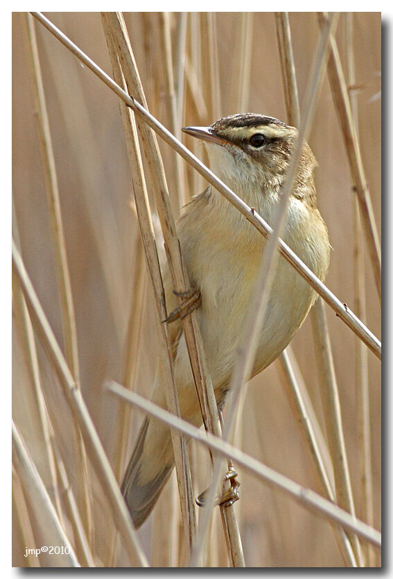 Phragmite des joncs