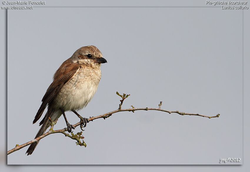 Red-backed Shrike female