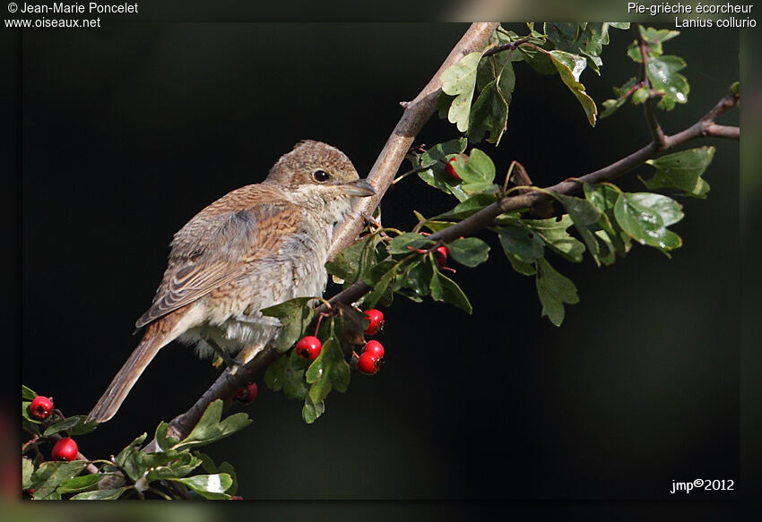 Red-backed Shrike