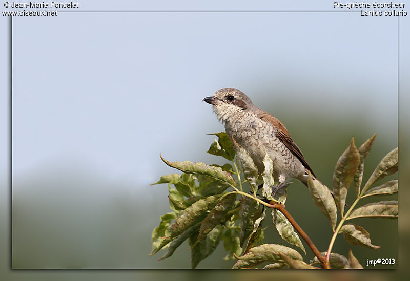 Red-backed Shrike female