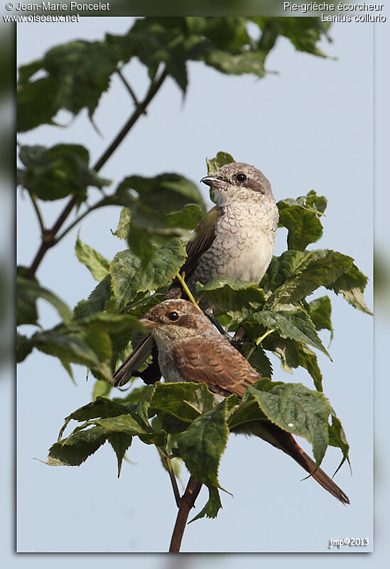 Red-backed Shrike