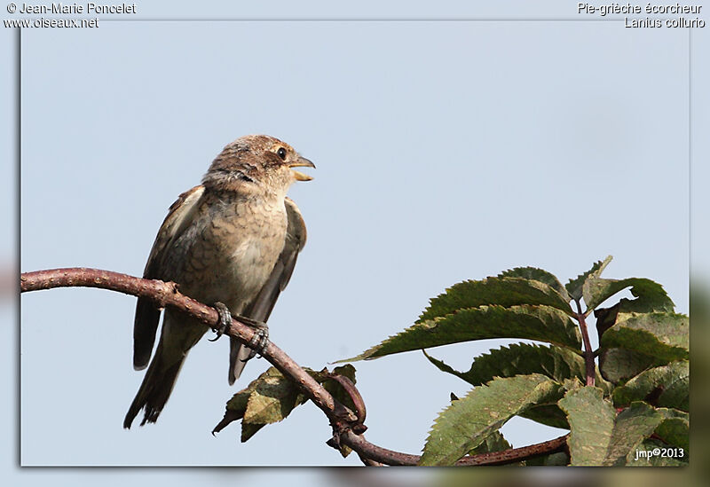 Red-backed Shrikejuvenile