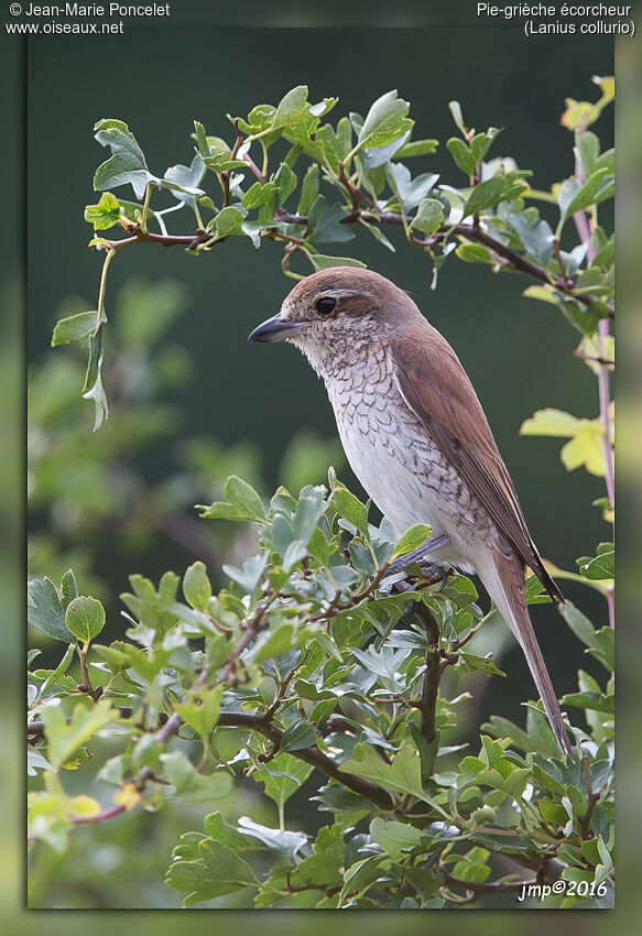 Red-backed Shrike