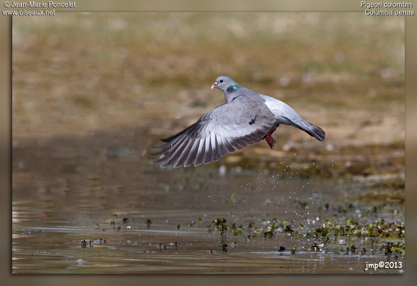 Stock Dove
