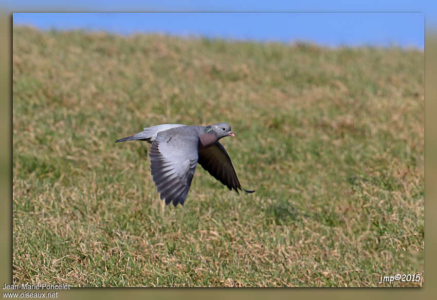 Stock Doveadult, Flight