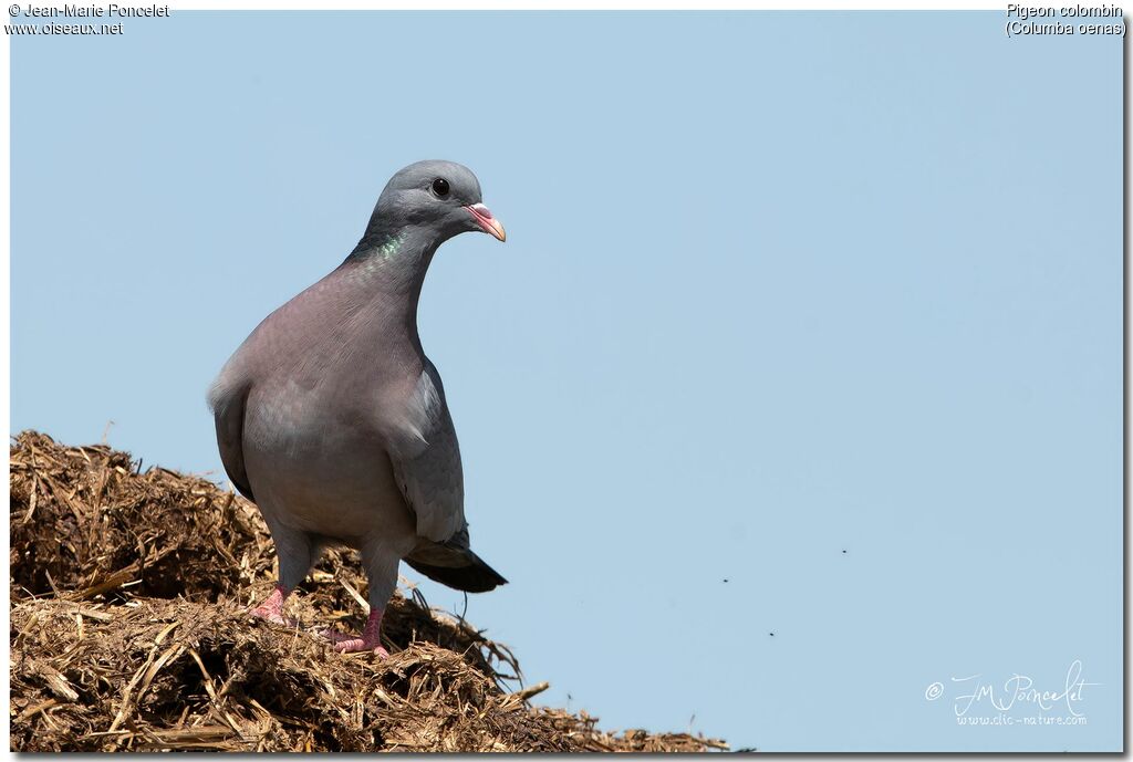Stock Dove