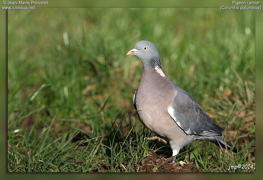 Common Wood Pigeon