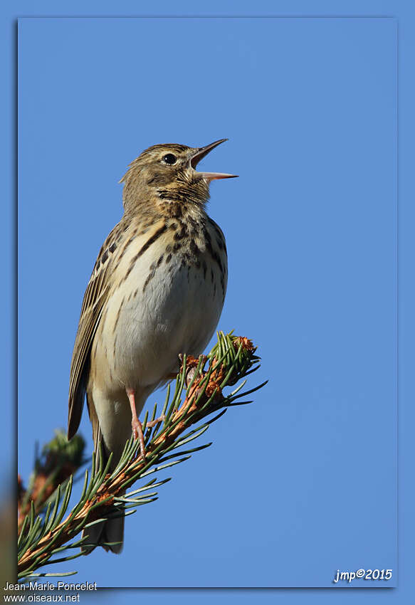 Tree Pipit male adult