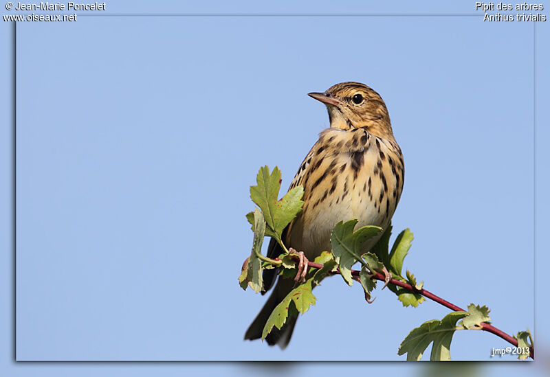 Tree Pipit