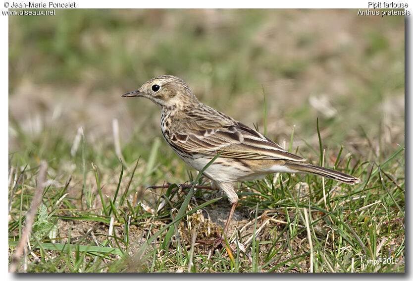 Pipit farlouse
