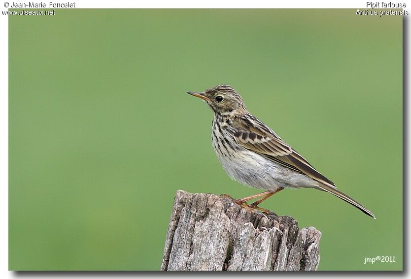 Pipit farlouse