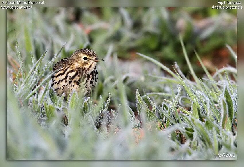 Pipit farlouse