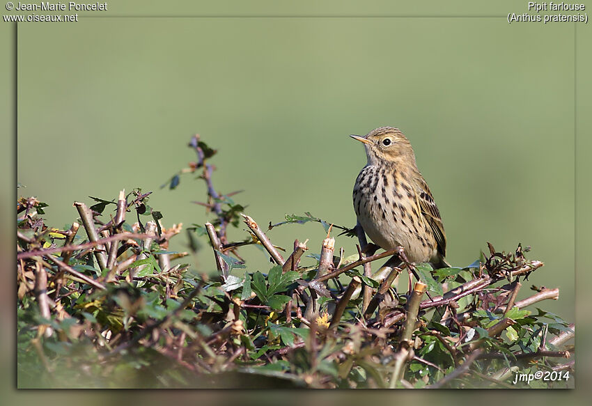 Meadow Pipit