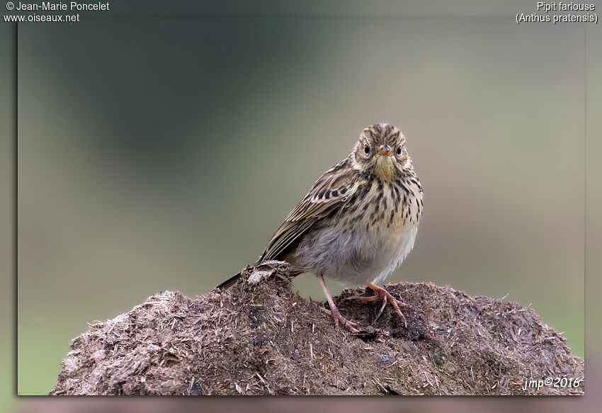 Pipit farlouse