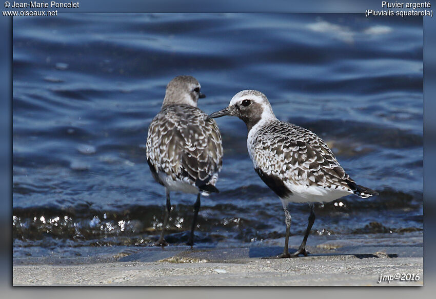 Grey Plover