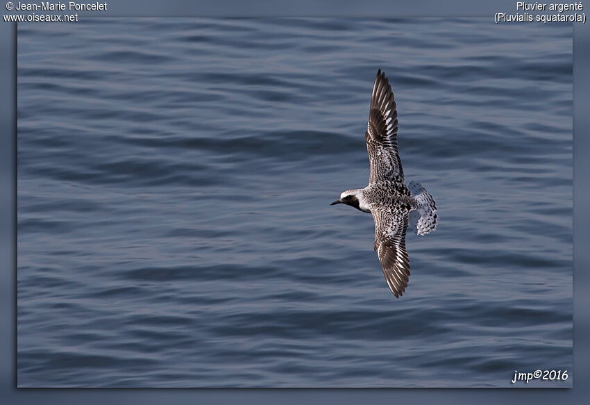 Grey Plover