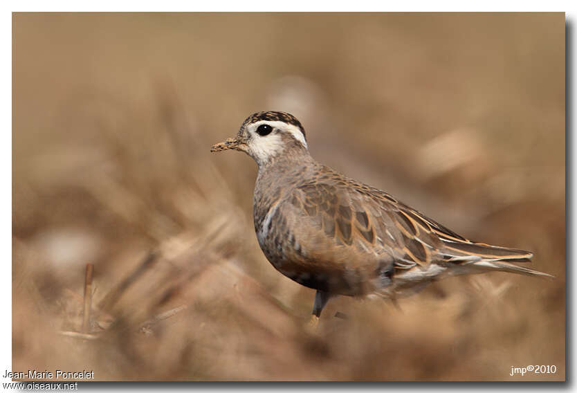 Eurasian Dottereladult transition, identification