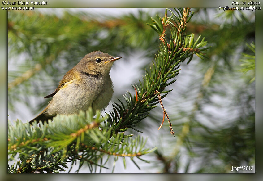 Common Chiffchaff