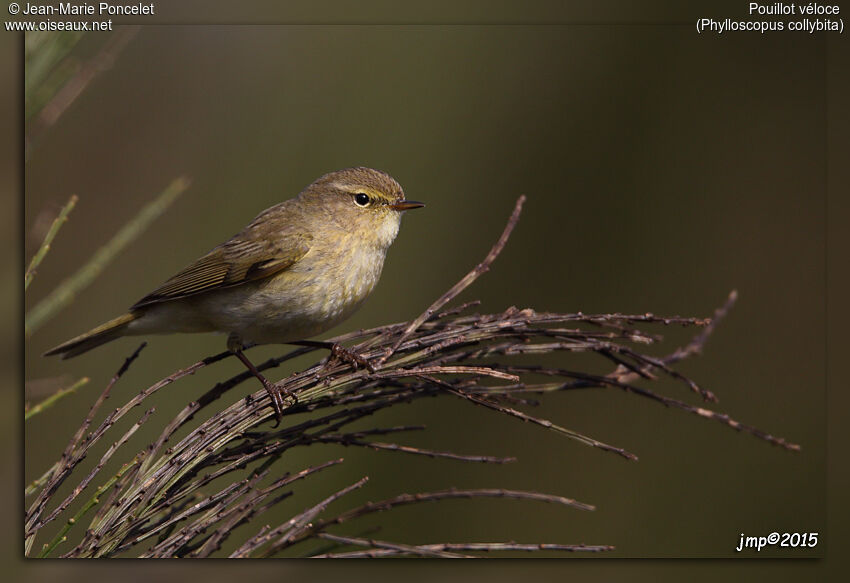 Common Chiffchaff