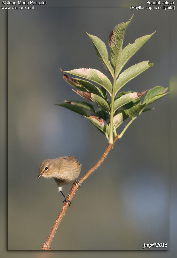 Common Chiffchaff
