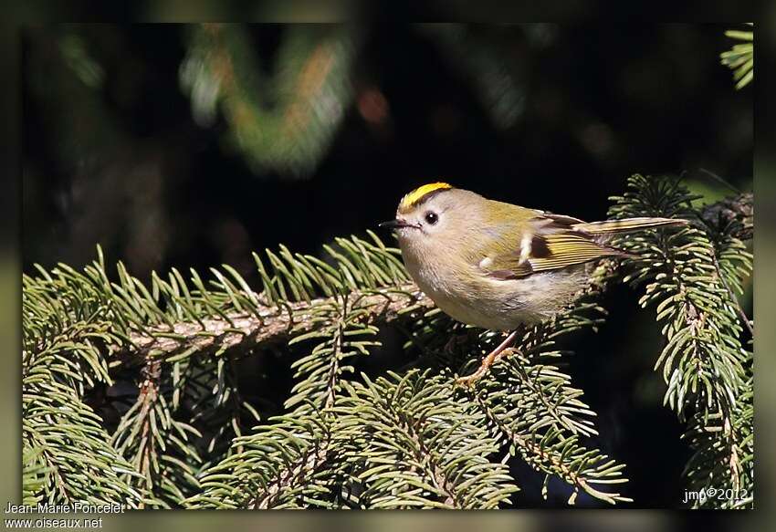 Goldcrest male adult, identification
