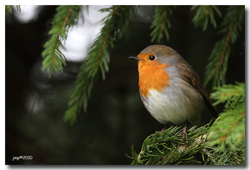 European Robin