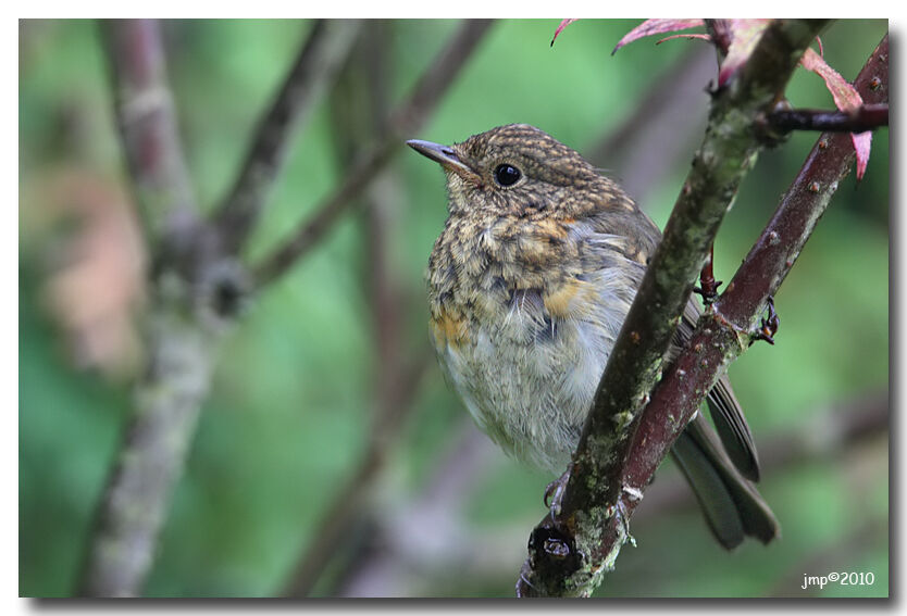 European Robin